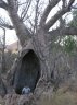 Adansonia gibbosa Dry season-4.jpg